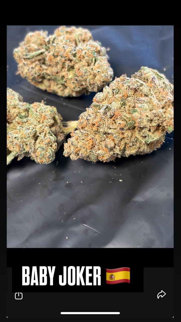 DOEExotics ZkittleZ